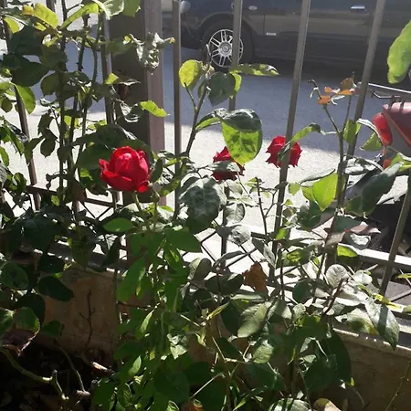 Roses * Скала-Каллирахис