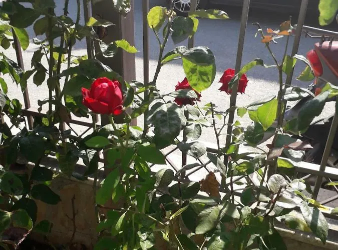 Roses * Skála Kallirákhis